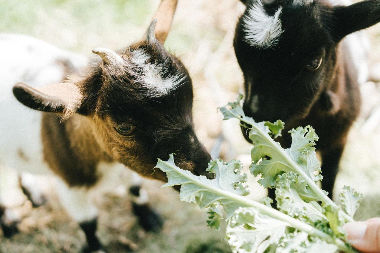 فيلا Humus Farm Águas de Moura المظهر الخارجي الصورة